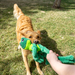 KONG Knots Frog Dog Toy LG/XL - 4 - Image 6