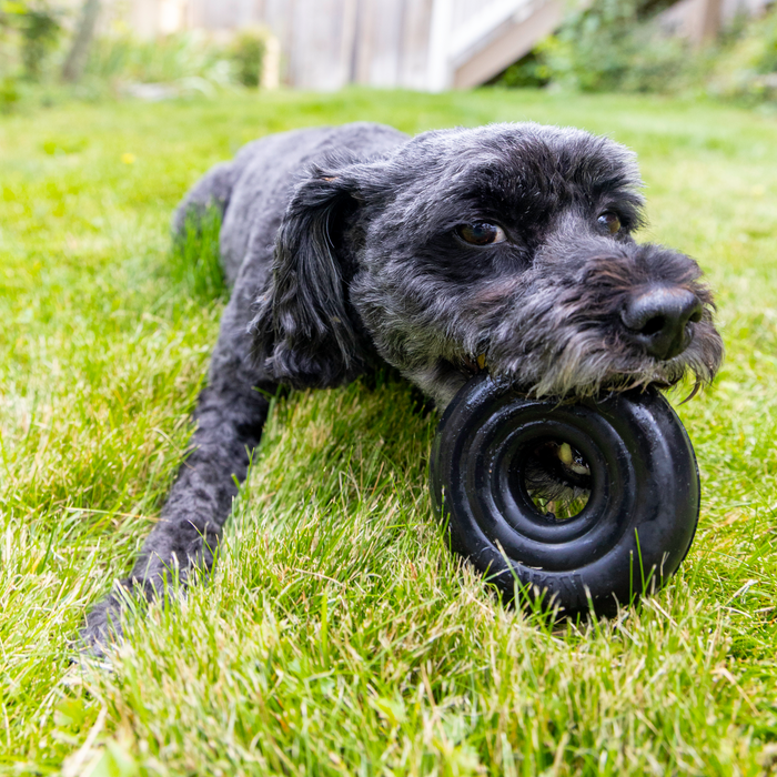 KONG Extreme Donut Dog Toy S/M - 11 - Image 13