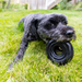 KONG Extreme Donut Dog Toy S/M - 11 - Image 13