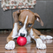 KONG Ball with Hole Dog Toy Red SM - 8 - Image 11