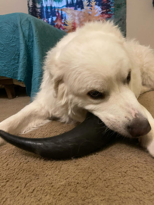 Naked Beasts Bison Horn (Grass Fed & Finished)