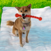 KONG Safestix Dog Toy Assorted SM - 5 - Image 7