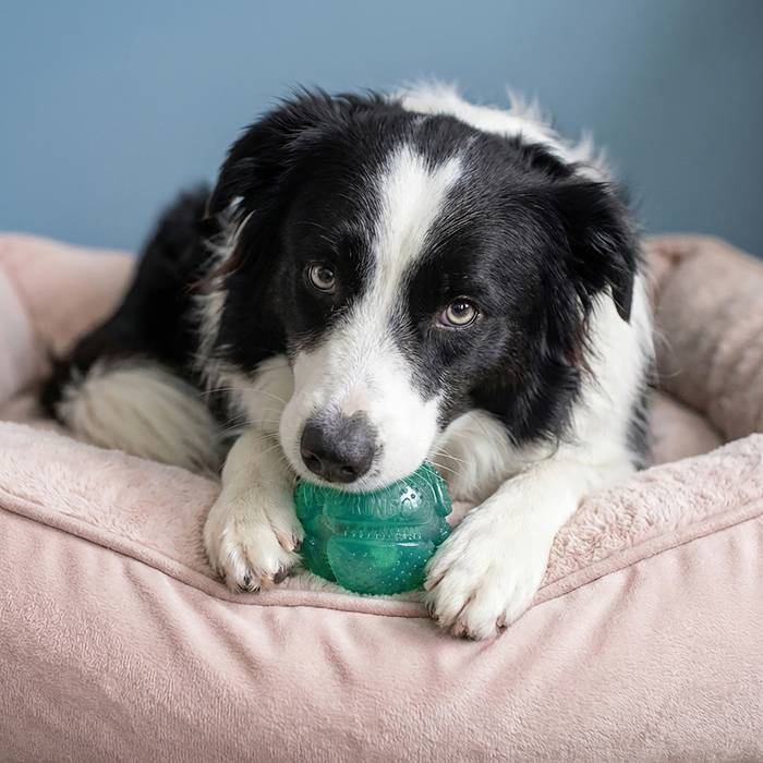 KONG Dental Squeezz Ball Dog Chew Teal MD - 4 - Image 6