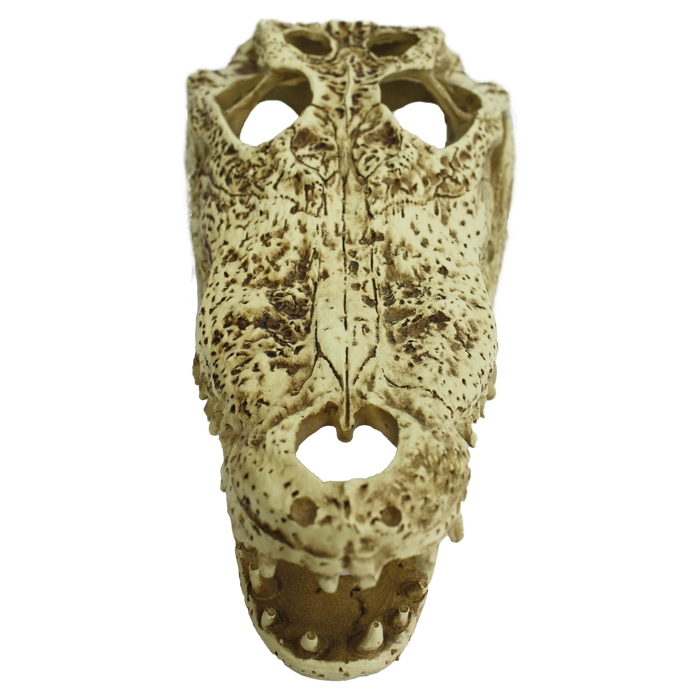 Komodo Alligator Skull Hideout 9in