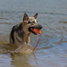 KONG Aqua Dog Toy MD - 5 - Image 7