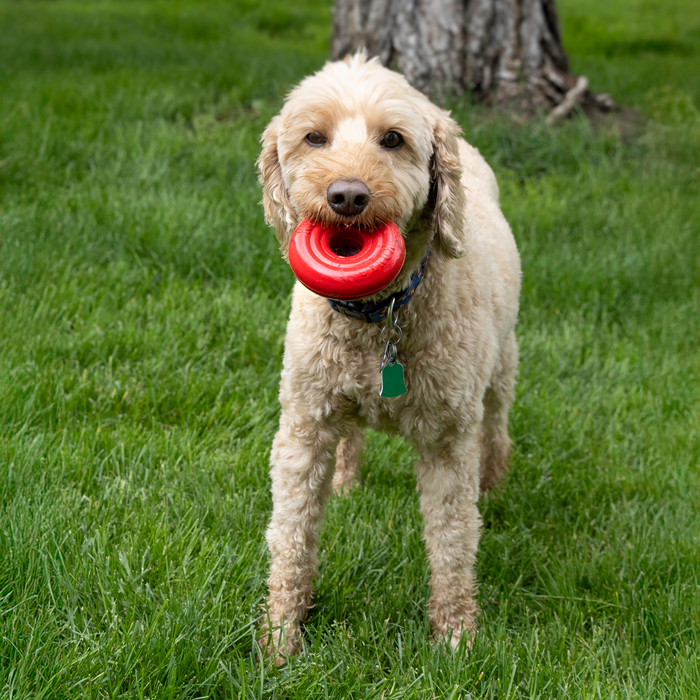 KONG Donut Dog Toy MD/LG - 8 - Image 14