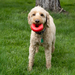KONG Donut Dog Toy MD/LG - 8 - Image 14