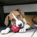 KONG Stuff-A-Ball Dog Toy Red MD - 8 - Image 12