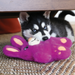 KONG Snuzzles Dog Toy Bunny MD - 3 - Image 5