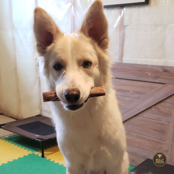 Bully Bunches 6 Inch Monster Bully Stick
