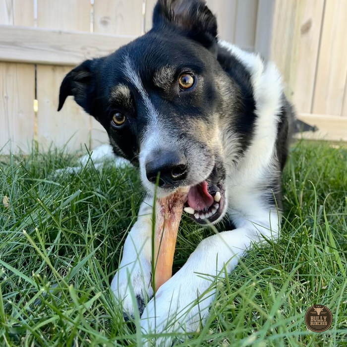 Bully Bunches 6 Inch Monster Bully Stick