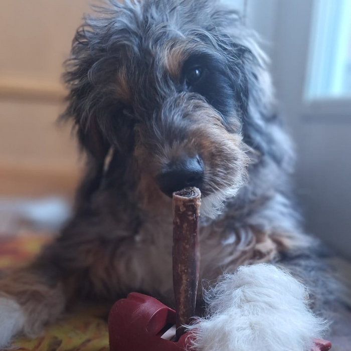 Bully Bunches 5-6 Inch Champion Chew