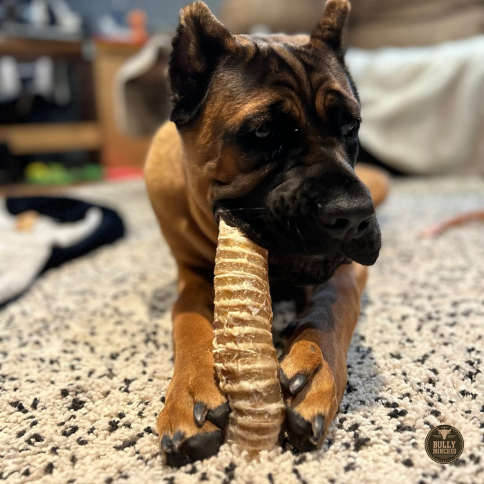Bully Bunches 6 Inch Beef Trachea