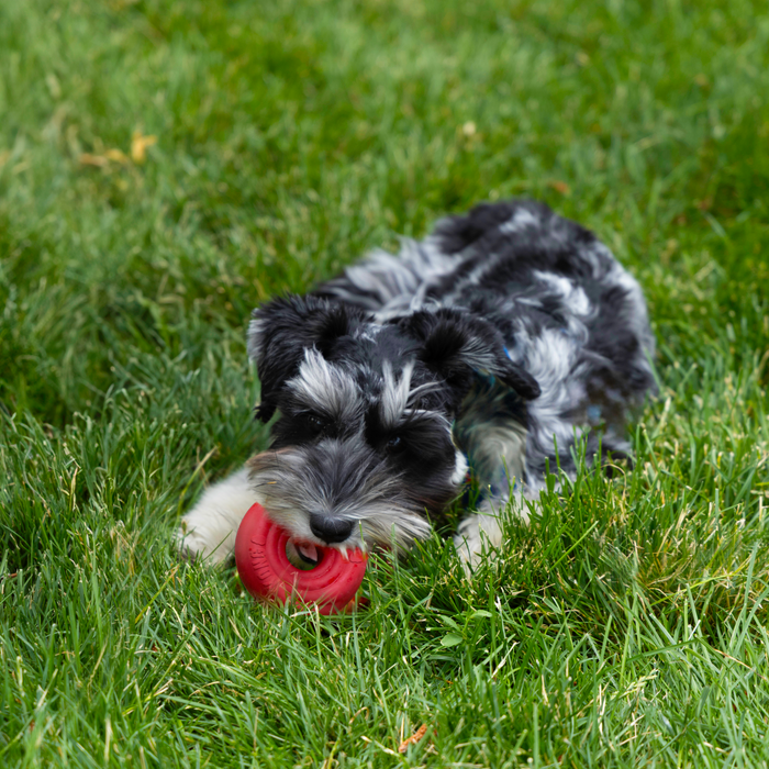KONG Donut Dog Toy SM/MD - 9 - Image 12