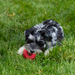KONG Donut Dog Toy SM/MD - 9 - Image 12