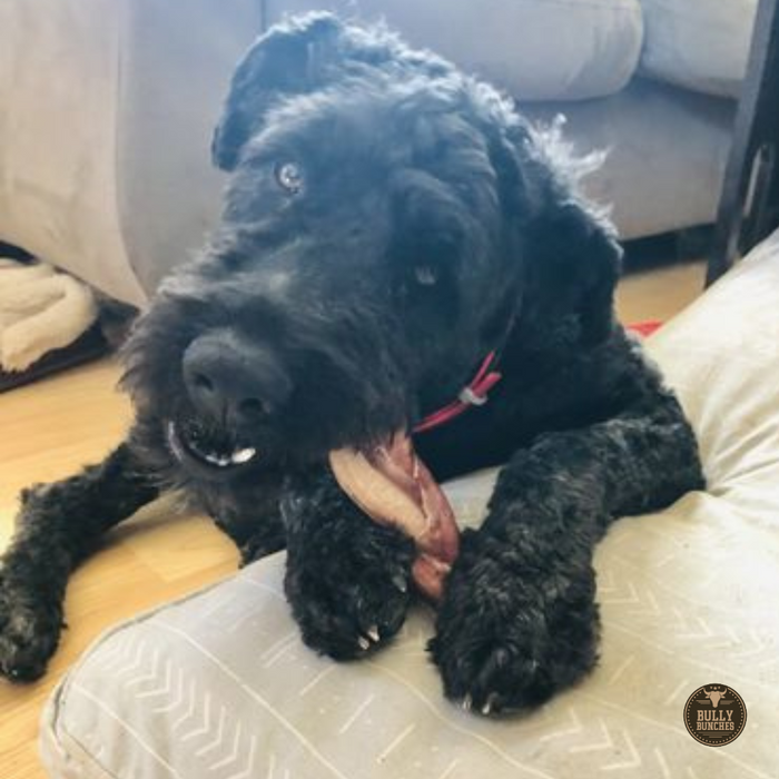 Bully Bunches 6 Inch Jumbo Braided Bully Stick