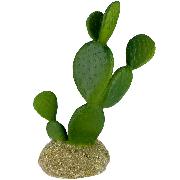 Komodo Cactus Plant Prickly Pear 6.3in