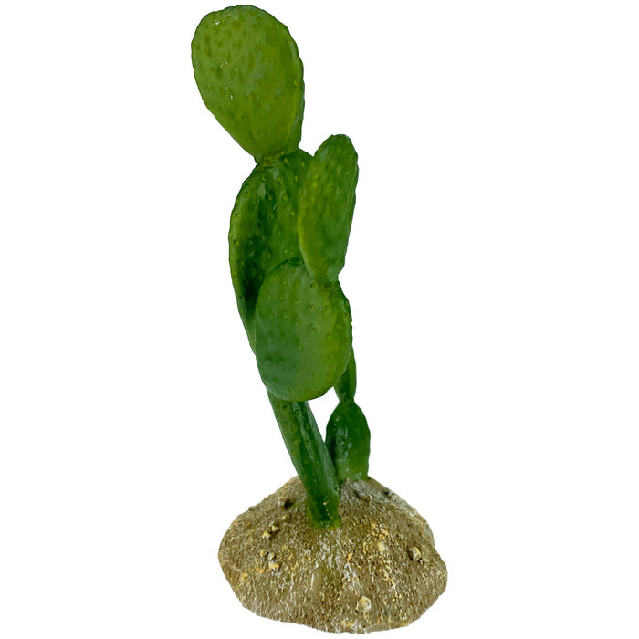 Komodo Cactus Plant Prickly Pear 6.3in