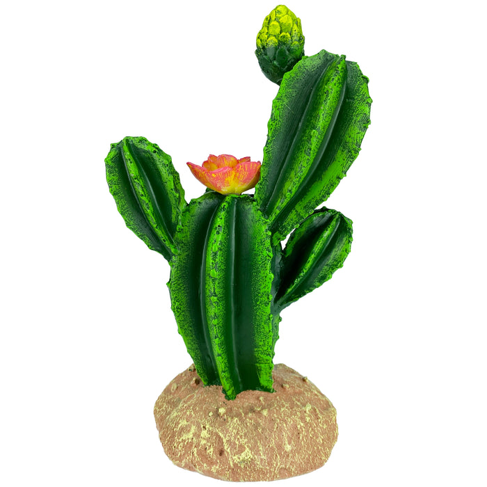 Komodo Cactus Plant Flower 9in
