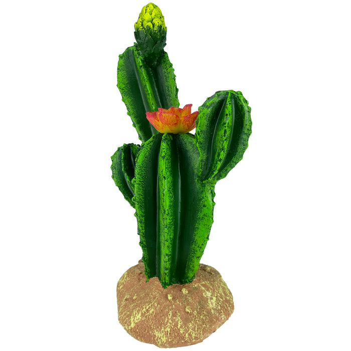 Komodo Cactus Plant Flower 9in