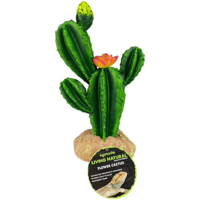 Komodo Cactus Plant Flower 9in