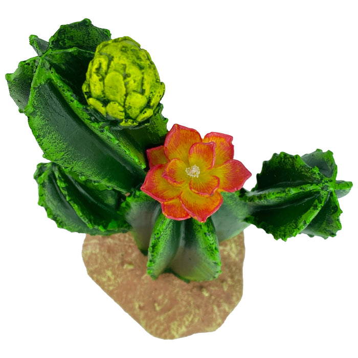 Komodo Cactus Plant Flower 9in
