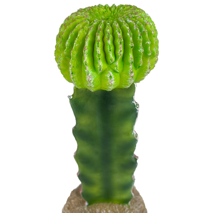 Komodo Cactus Plant Moon 7.5in