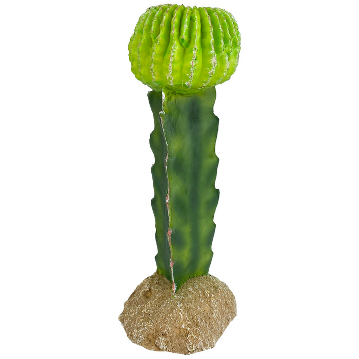 Komodo Cactus Plant Moon 7.5in