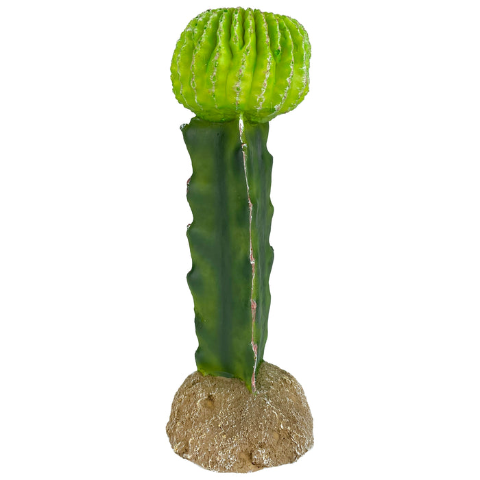 Komodo Cactus Plant Moon 7.5in