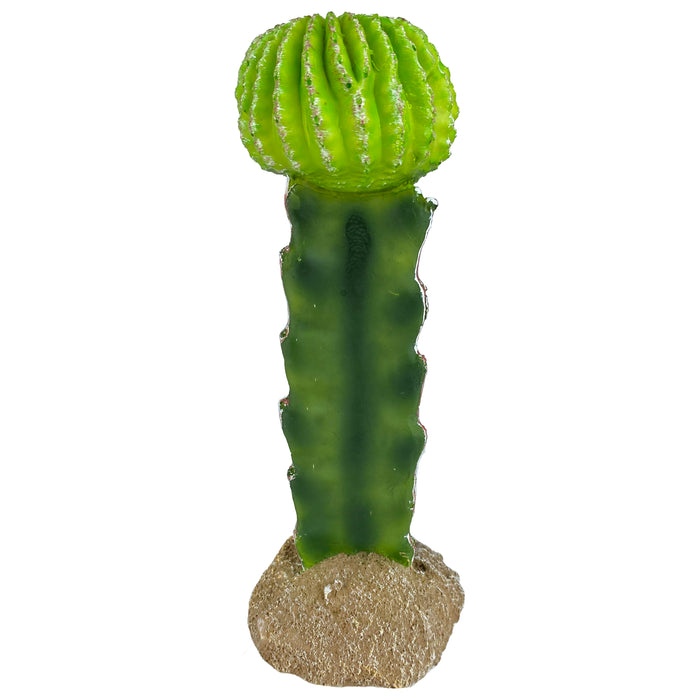 Komodo Cactus Plant Moon 7.5in