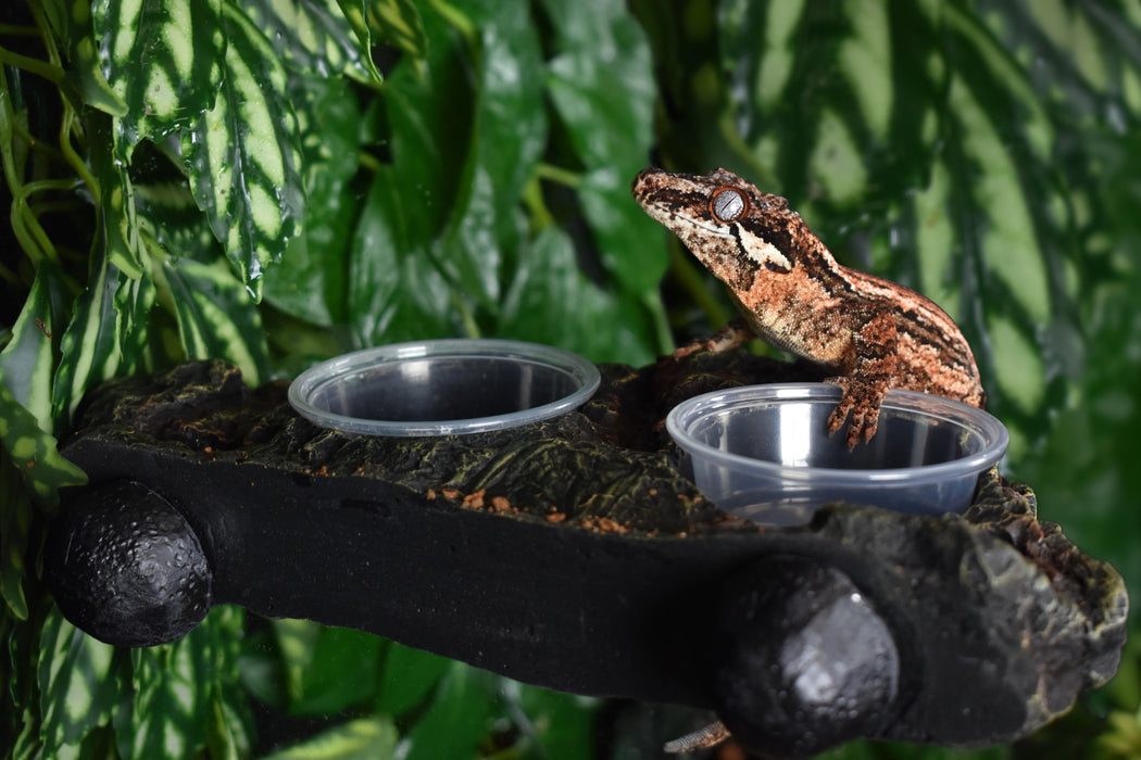 Komodo Magnetic Dual Gecko Feeding Ledge 9in X 5.5in