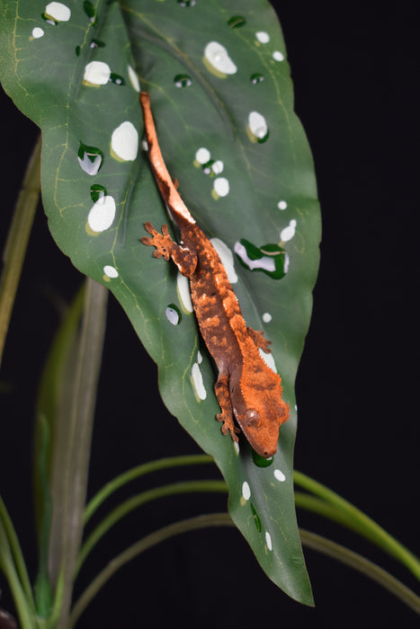 Komodo Standing Plant Spotted Begonia 18in