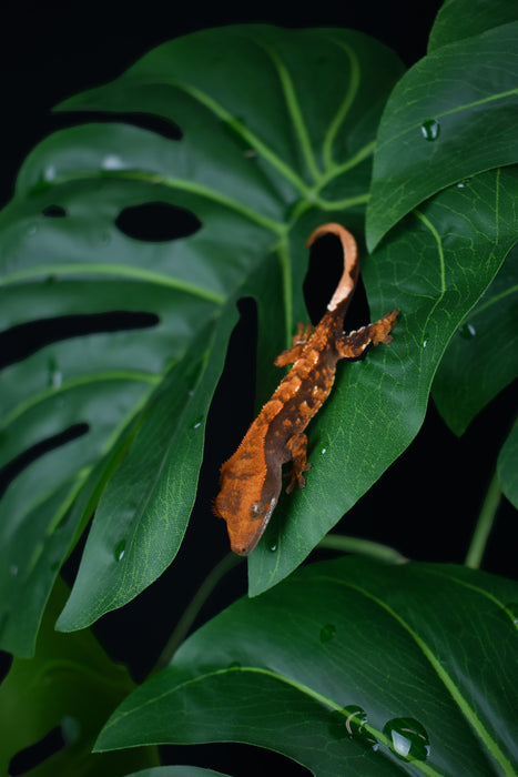 Komodo Standing Plant Monstera Leaf 18in