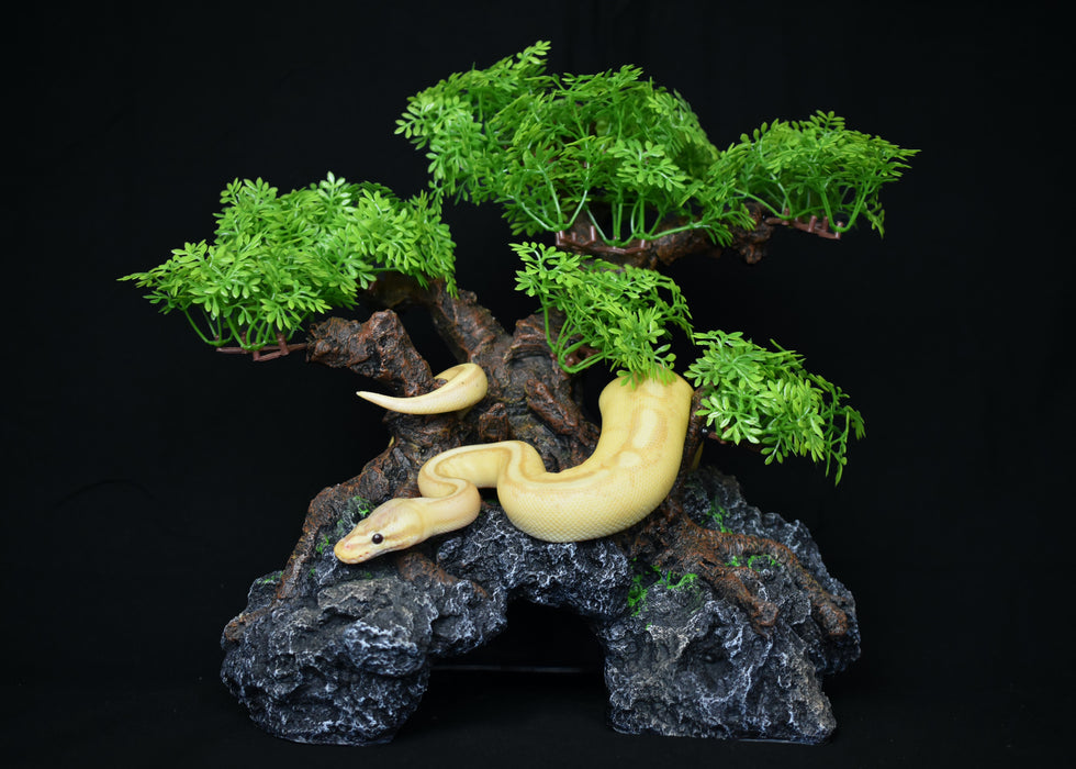 Komodo Bonsai Tree w/ Hide 18in