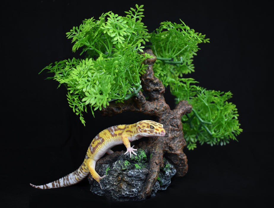 Komodo Bonsai Tree 17in