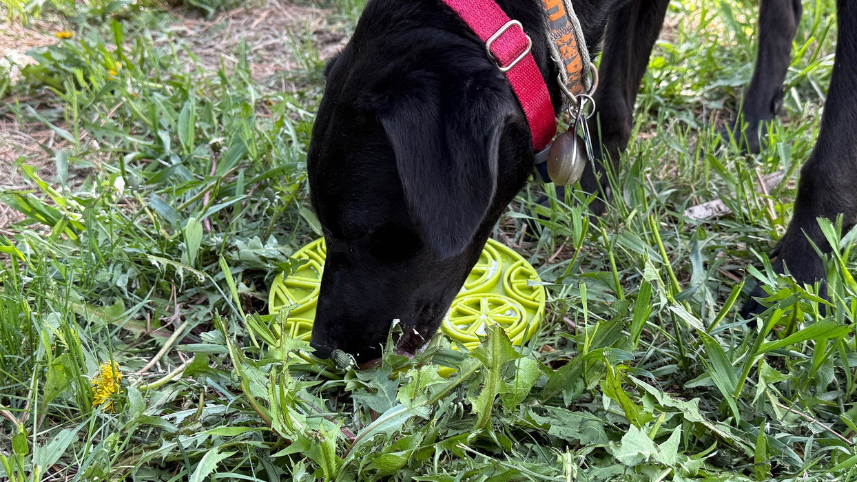 SodaPup Citrus Design eMat Enrichment Lick Mat With Suction Cups