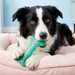 KONG Dental Squeezz Bone Dog Chew Teal MD - 3 - Image 6