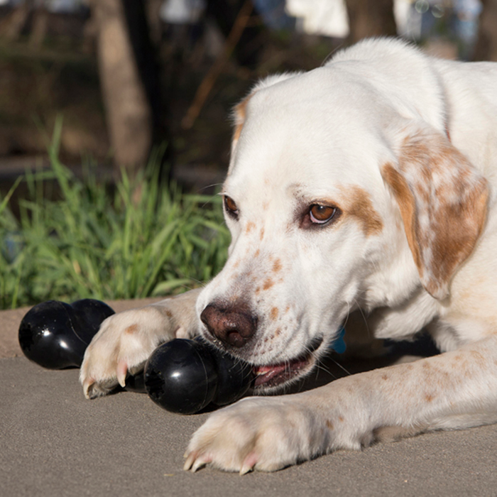 KONG Extreme Goodie Bone Dog Toy LG - 3 - Image 10