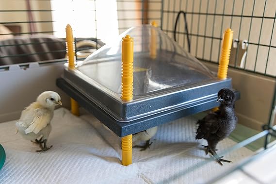 My Favorite Chicken Chick Brooder Heating Plate, 20-25 Chicks