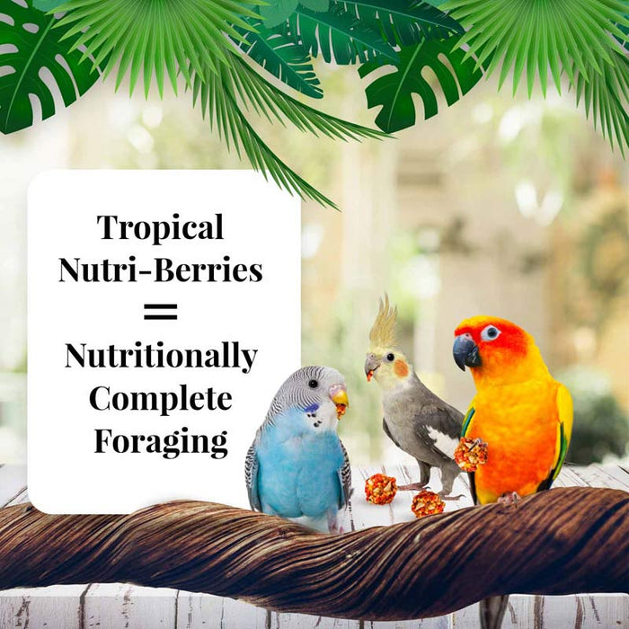 Lafeber Company Tropical Fruit Nutri-Berries Cockatiel Food 10oz