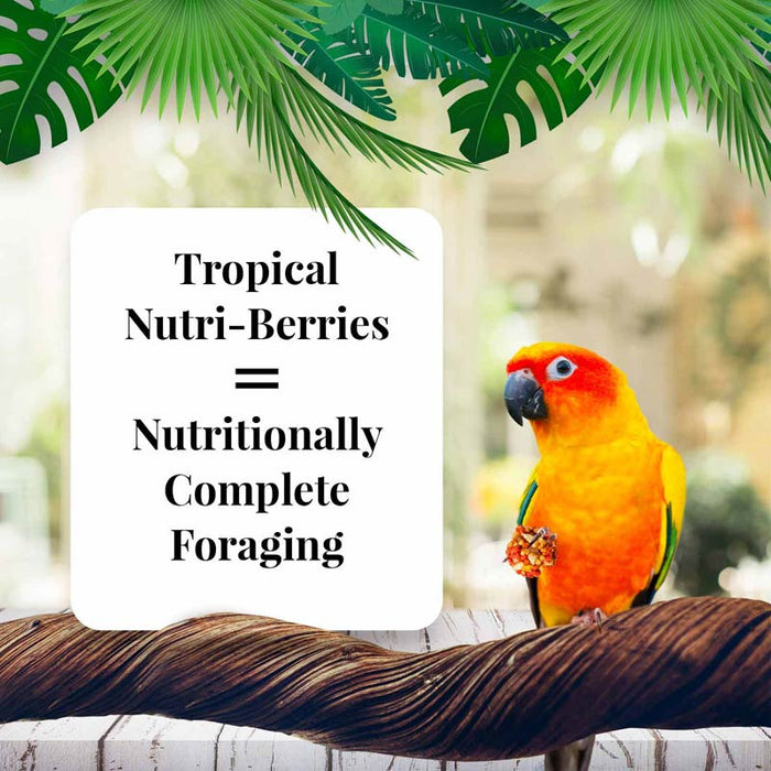 Lafeber Company Tropical Fruit Nutri-Berries Conure Bird Food 10oz