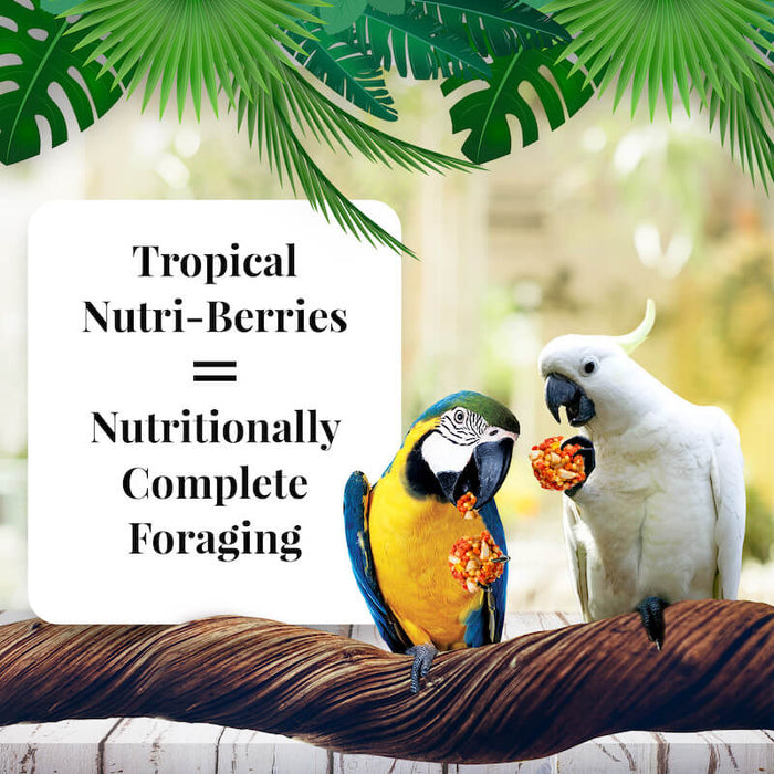 Lafeber Company Tropical Fruit Nutri-Berries Macaws & Cockatoos Food 10oz
