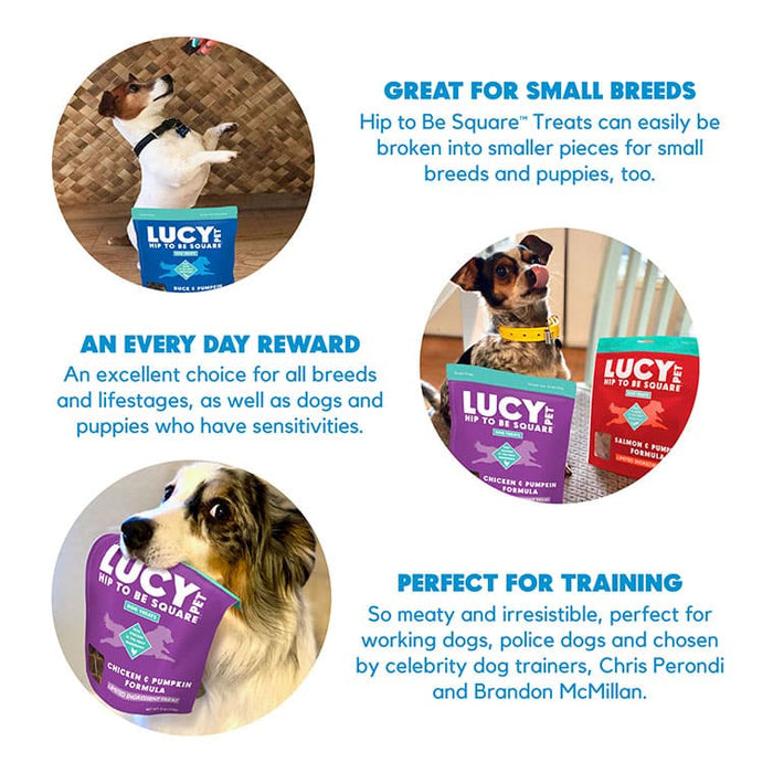 Lucy Pet Products Hip to Be Square Limited Ingredient Dog Treats Salmon & Pumpkin 6 oz