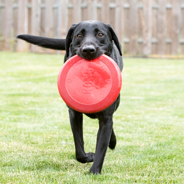 KONG Flyer Dog Toy Red SM - 6 - Image 11