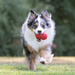 KONG Classic Dog Toy LG - 4 - Image 14