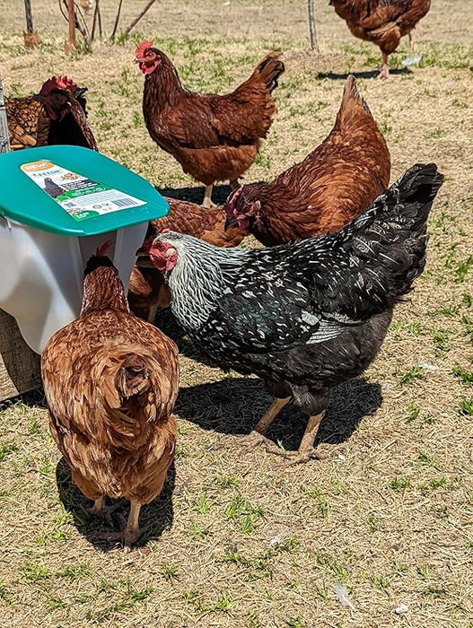 My Favorite Chicken V-Feedr No Waste Feeder, 5-lbs