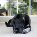 KONG Extreme Ball Dog Toy Black MD/LG - 8 - Image 11