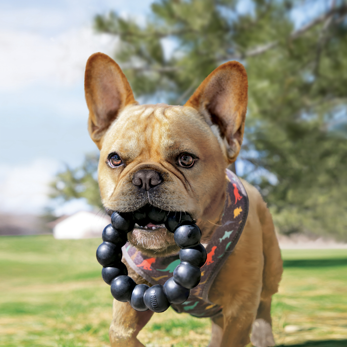 KONG Extreme Ring Dog Toy XL - 4 - Image 10