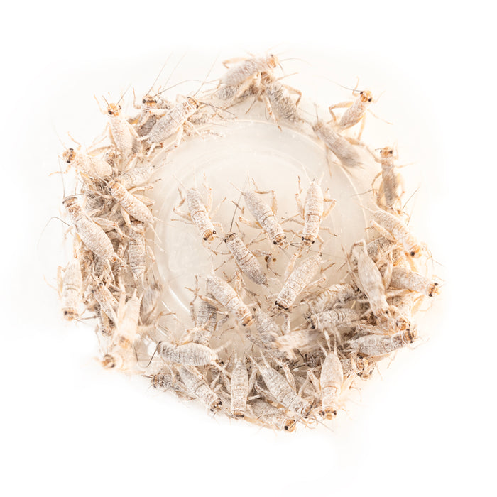 Zoo Med Repti Calcium with Vitamin D3 Reptile Supplement 12 oz