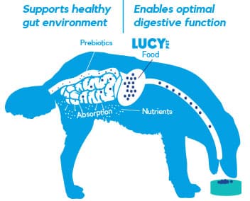 Lucy Pet Products Formula for Life L.I.D. Dry Dog Food Duck, Pumpkin & Quinoa 12lb